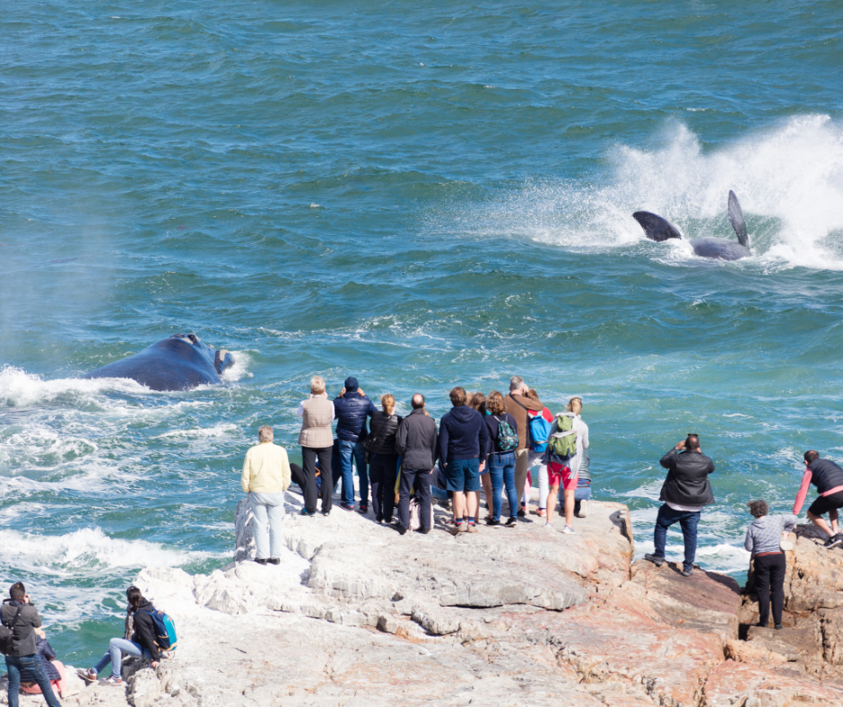 Hermanus August Events Guide