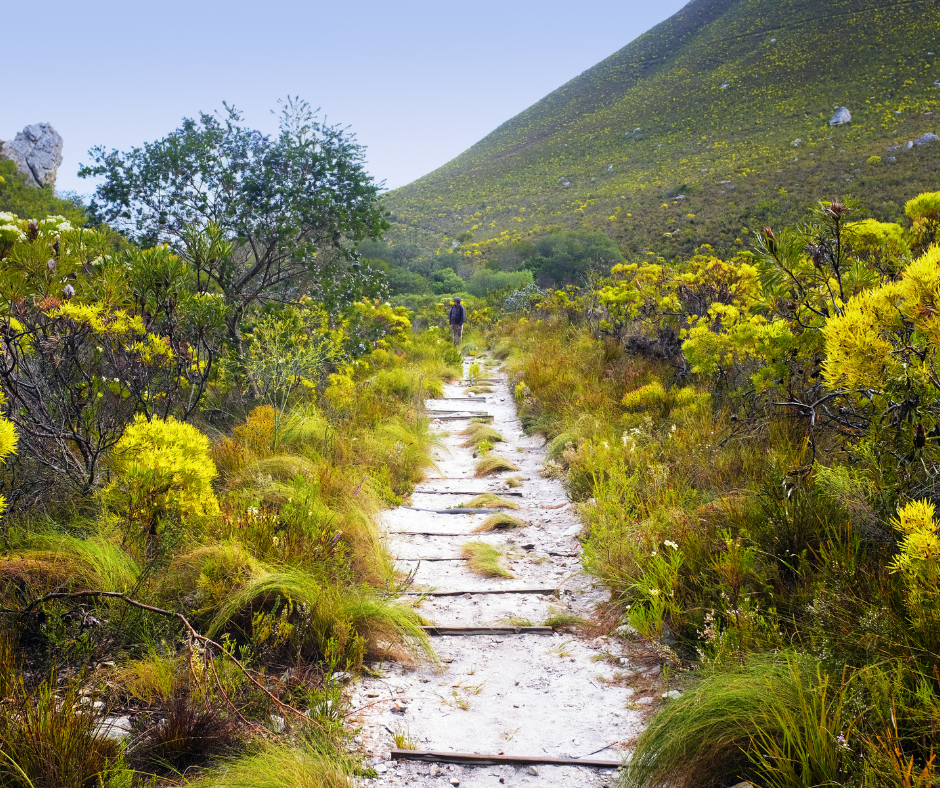 Hermanus August Events Guide