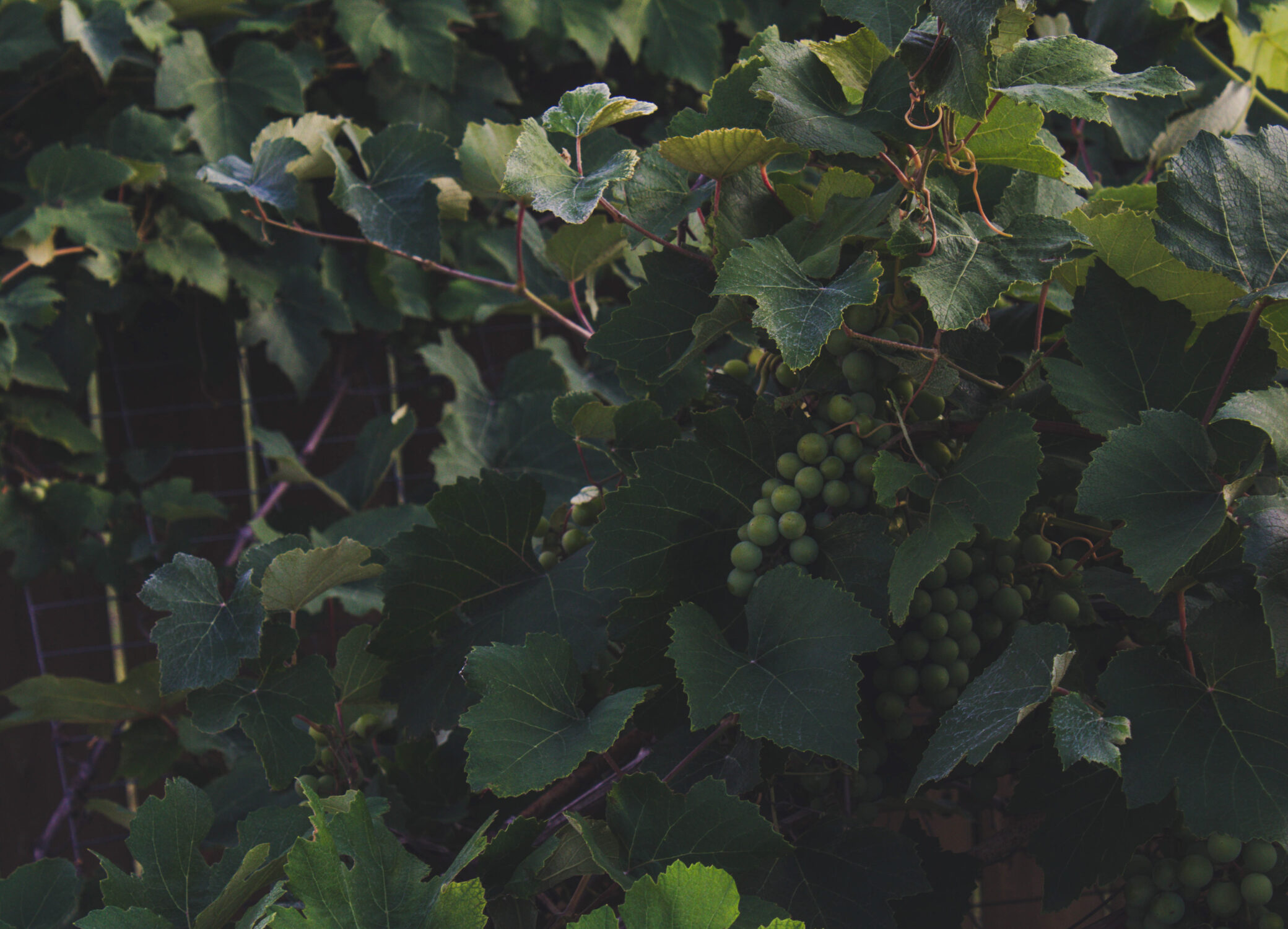 Wineries with a View